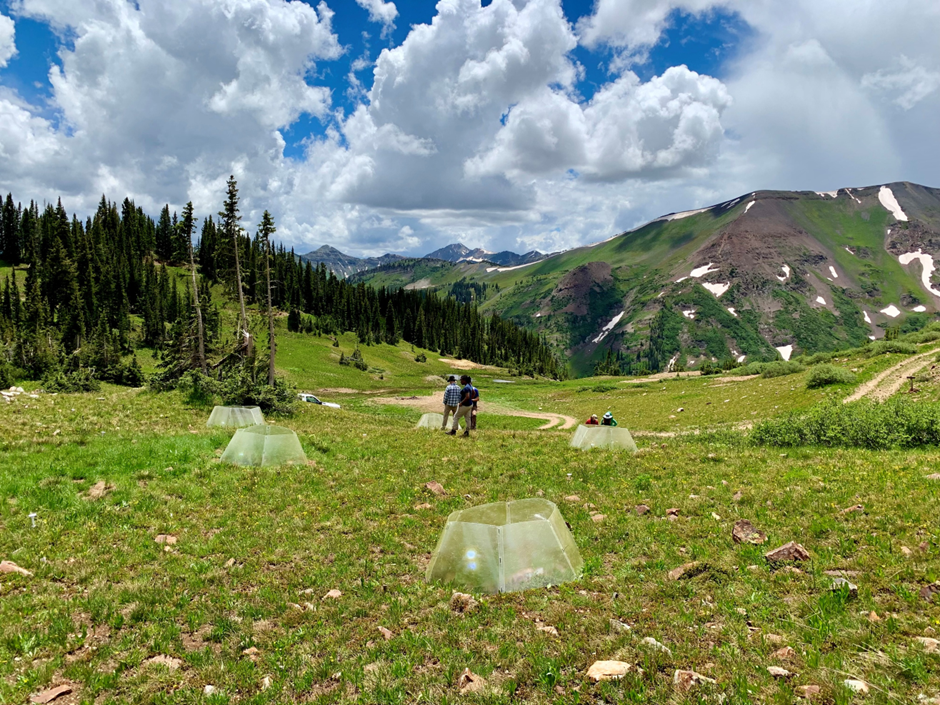 How does climate change affect carbon uptake in montane meadows?