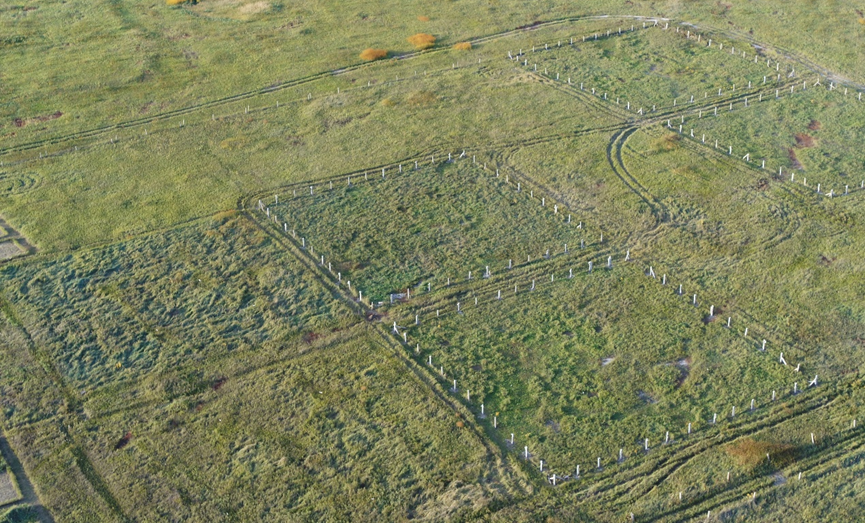 Cows, chemistry, and the hidden architecture of grassland stability