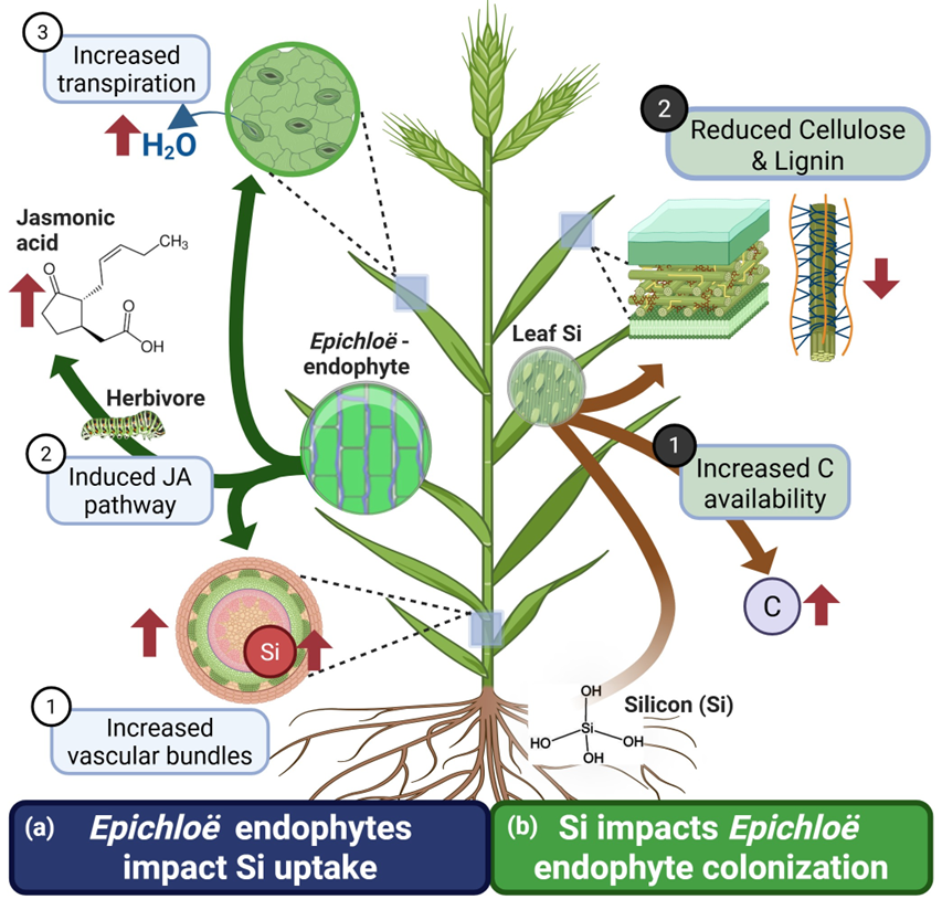 Silicon and beneficial fungi: Strengthening plant resilience