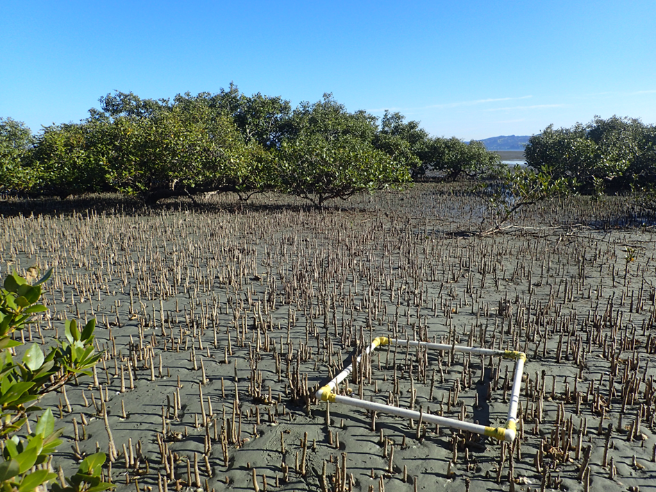 How New Zealand’s mangrove seedlings weather the waves: Lessons from monospecific forests