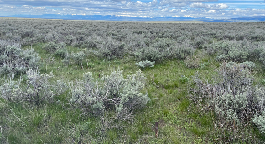 Competition and coexistence: The dangers of ignoring environmental heterogeneity