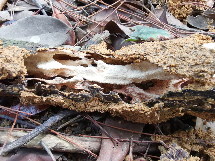 Fast growing trees also decompose fast