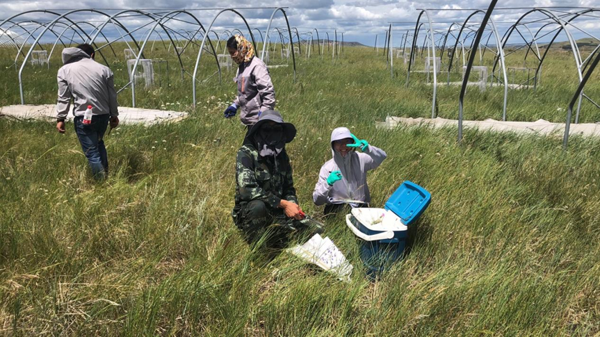 Mass outweighs diversity: Dominant species mitigate grassland multifunctionality during drought in Inner Mongolia