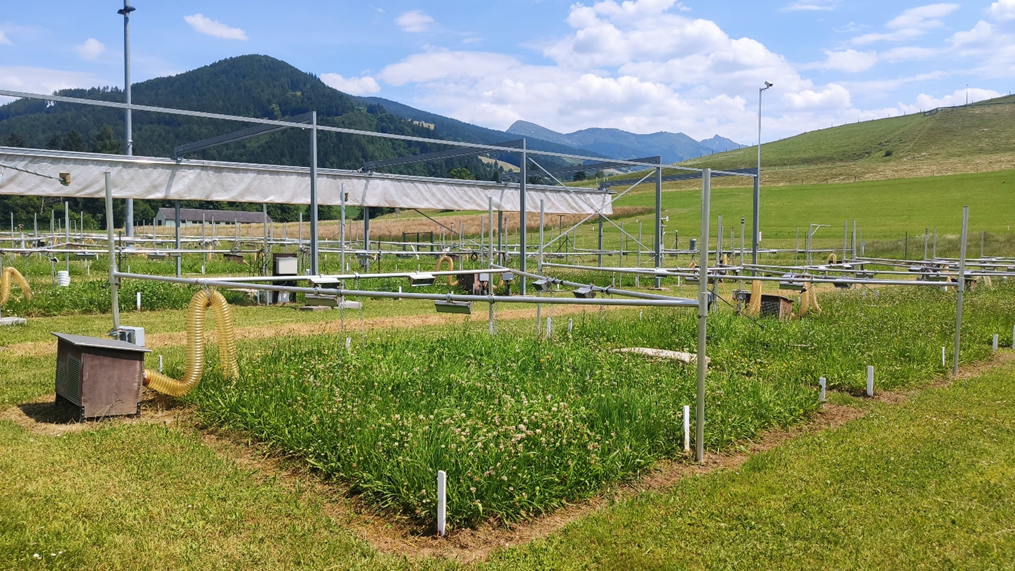 Two grasses, two pathways: How plant strategies shape drought-microbe responses under global change