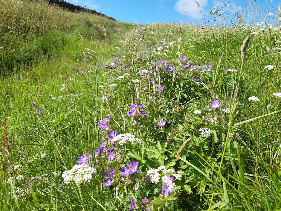 The plant that inspired pollination ecology