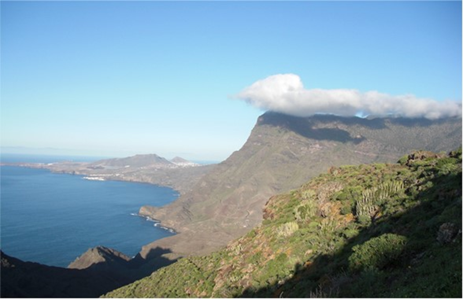 Testing the Island Rule in plants: A global study of leaf size evolution