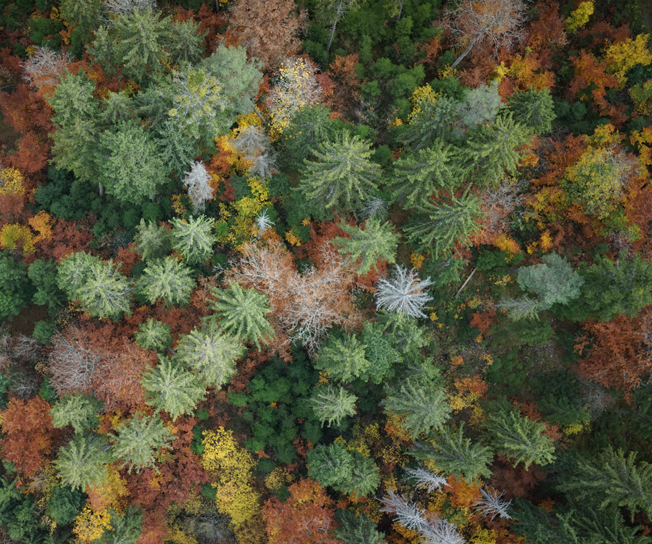 Habitat quality sets the limits of neighbourhood effects in epiphyte communities