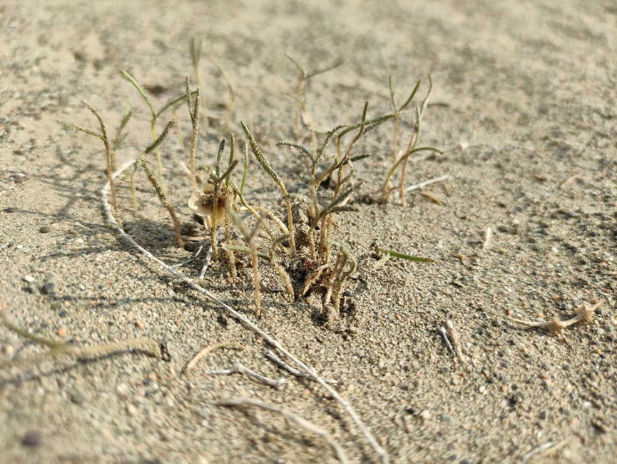 Unearthing the chemical dimension: Root exudate traits vary independently from plant growth strategies