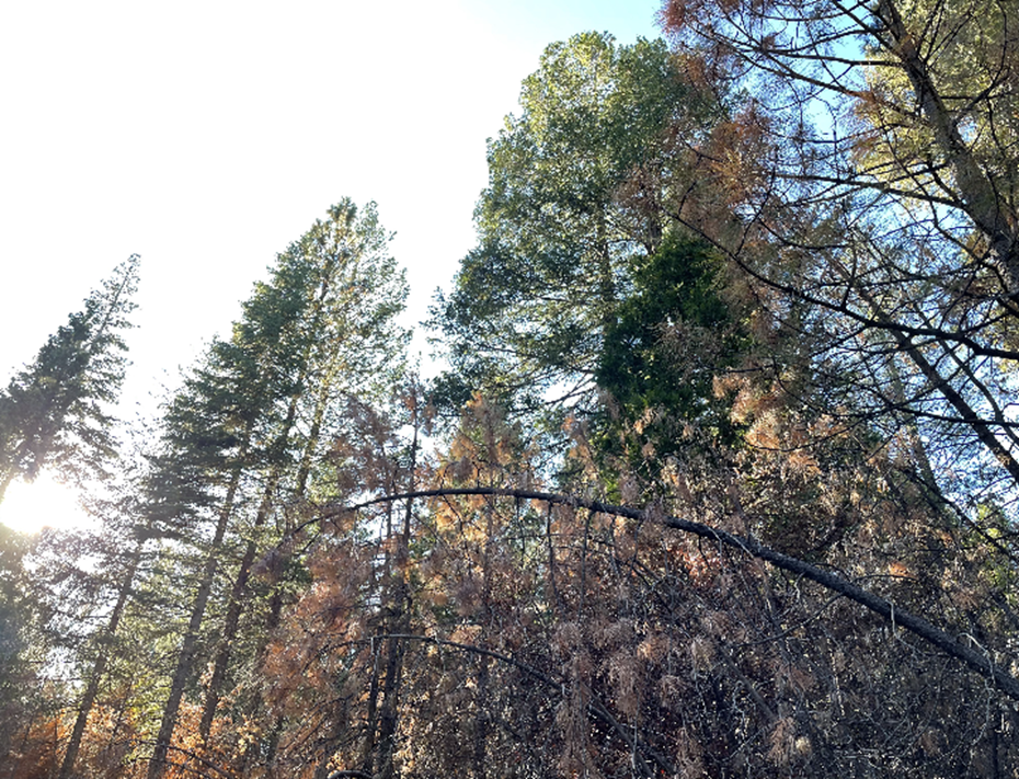 How do past disturbances shape tree growth?