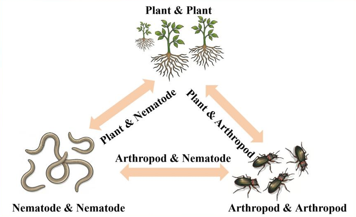 Drought and nitrogen addition: How they jointly shape interactions among plant, arthropod, and soil nematode functional groups in temperate grasslands