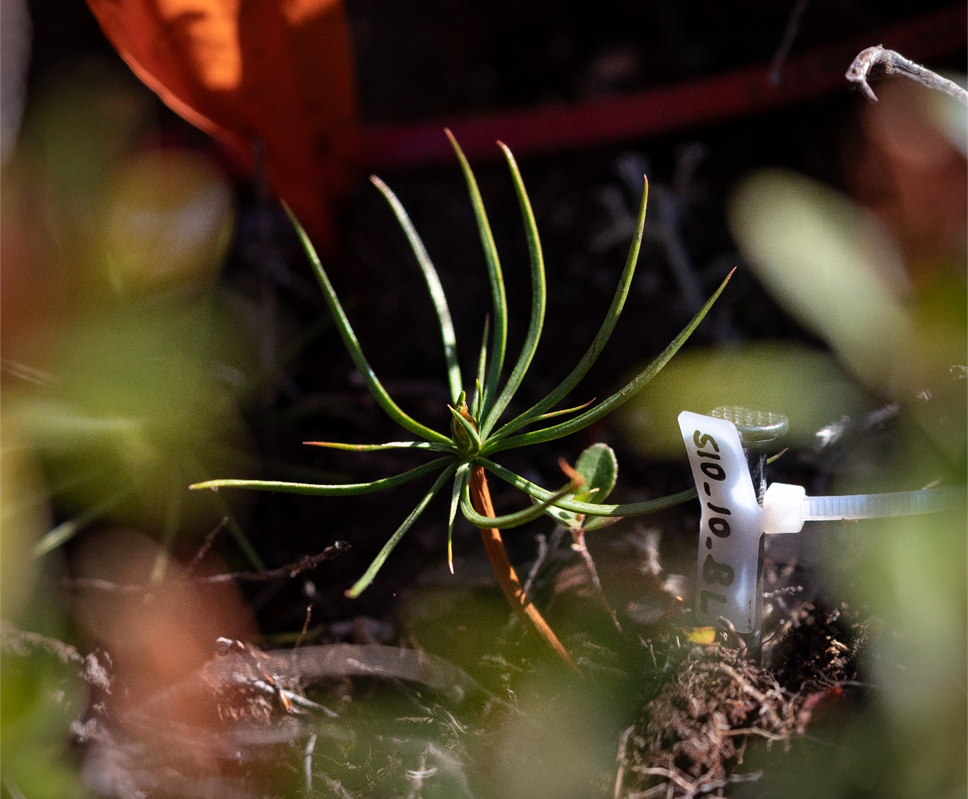 What drives tree recruitment at alpine tree lines?