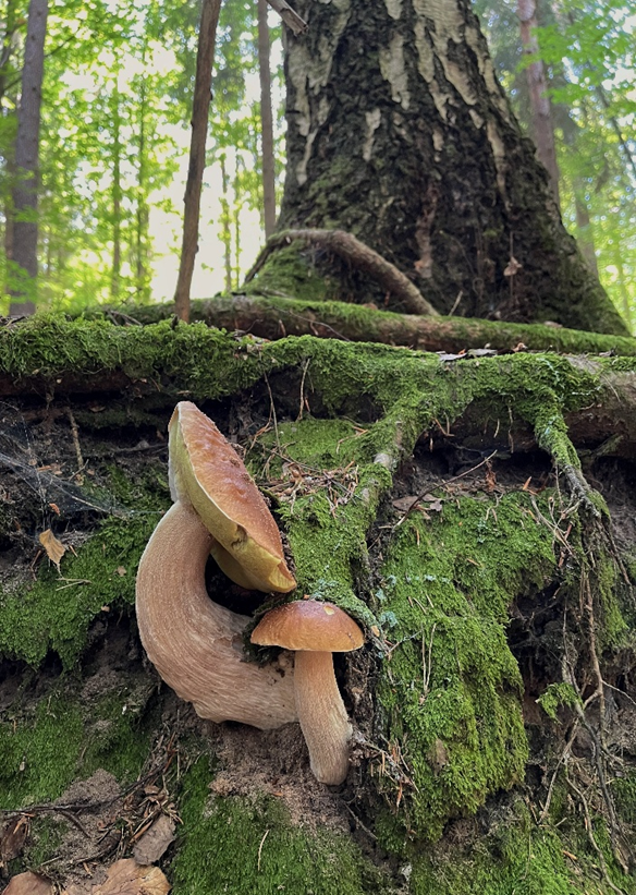 How are plant and soil microbial diversity linked across mountain forests?