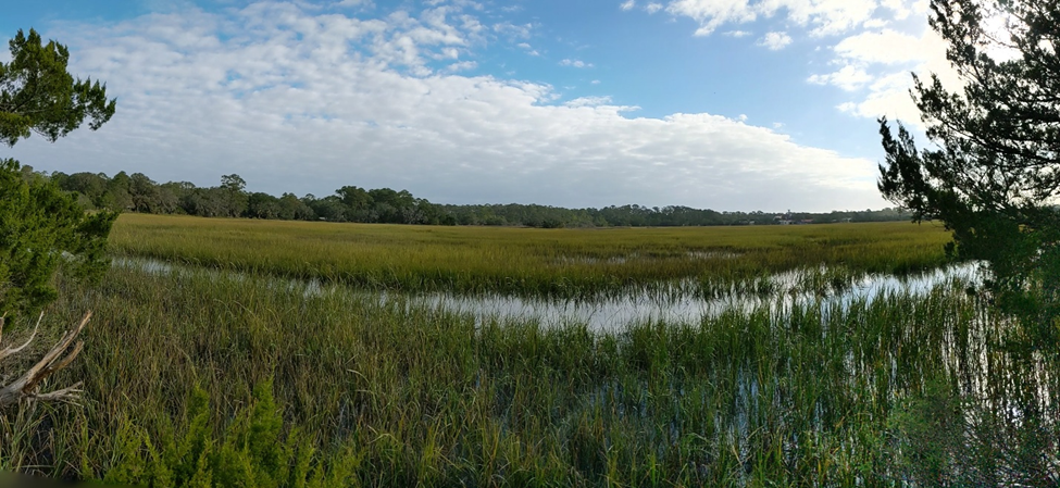 A foundational salt marsh grass exhibits spatial variation in trait responses to sea level rise