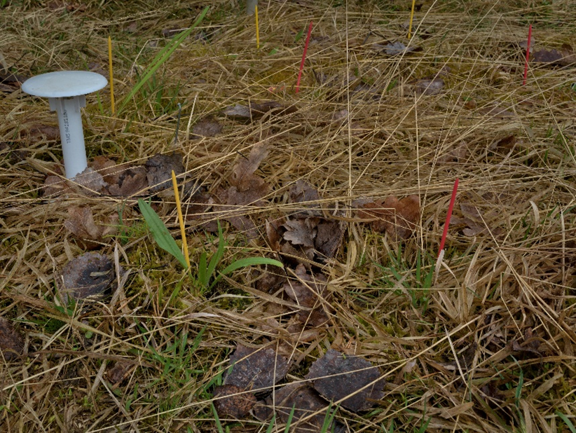 When losing species doesn’t weaken competition: Lessons from a Czech meadow