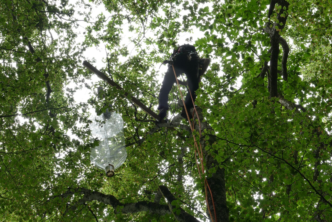 Why having more herbivores doesn’t always mean more damage: Resource dilution effects in beech canopies