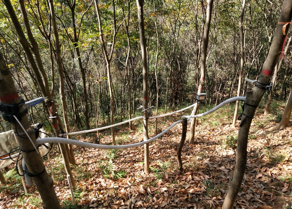 When do trees grow fastest? Ask their neighbors