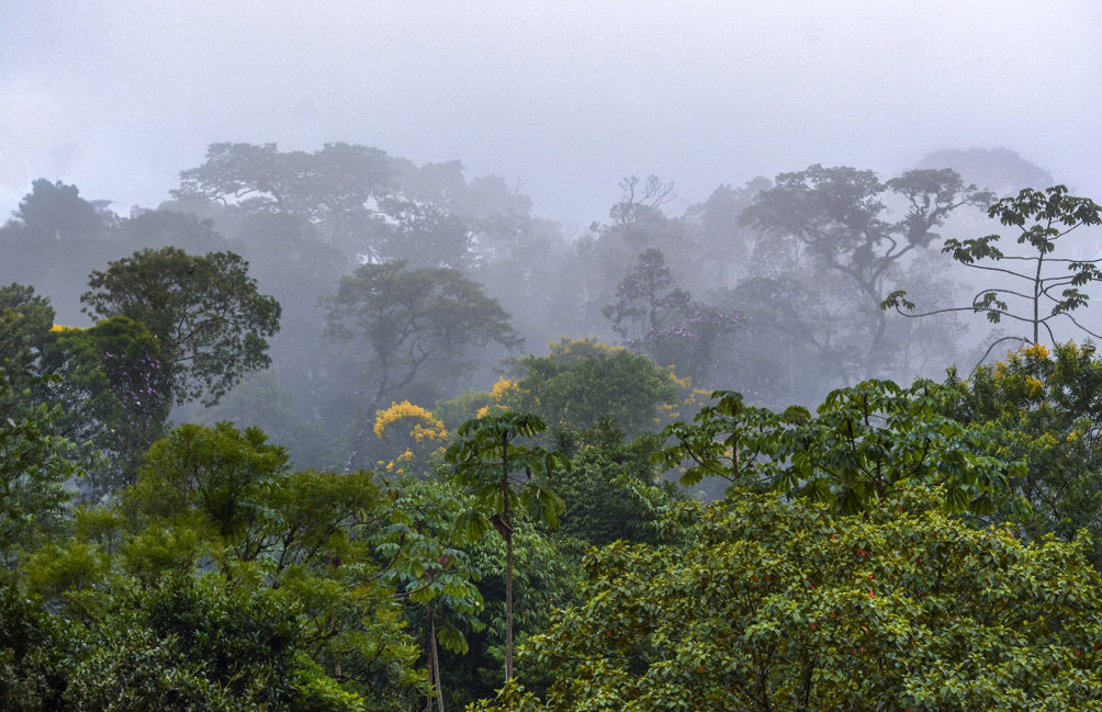 The Brazilian Atlantic Forest and seed rain patterns across fragmented landscapes