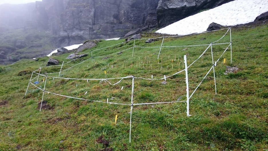 Shifting plant investment strategies along climatic gradients drive ecosystem carbon cycling in alpine grasslands