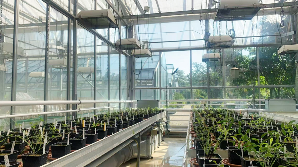 Can a plant’s own defence system change the legacy it leaves in the soil?