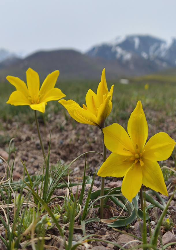 When do you flower? It partly depends on your neighbors!
