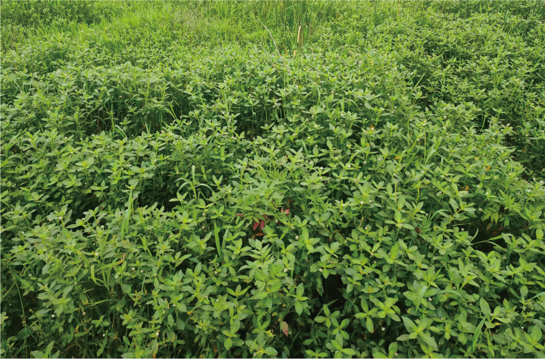 Defense against multiple enemies changes differently across latitudes in an invasive plant and its native congener