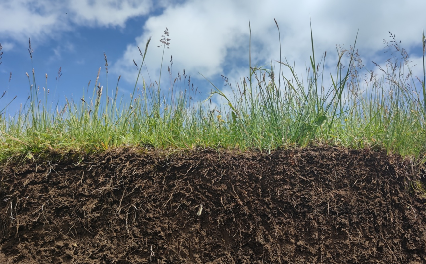 Above- and below-ground components do not respond equally to changing precipitation