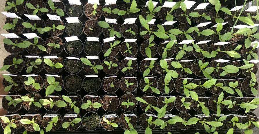 Can plant traits help us predict who gets eaten?