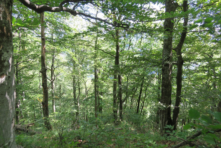 Can we really make forests more resilient? The hidden connections behind forest resilience