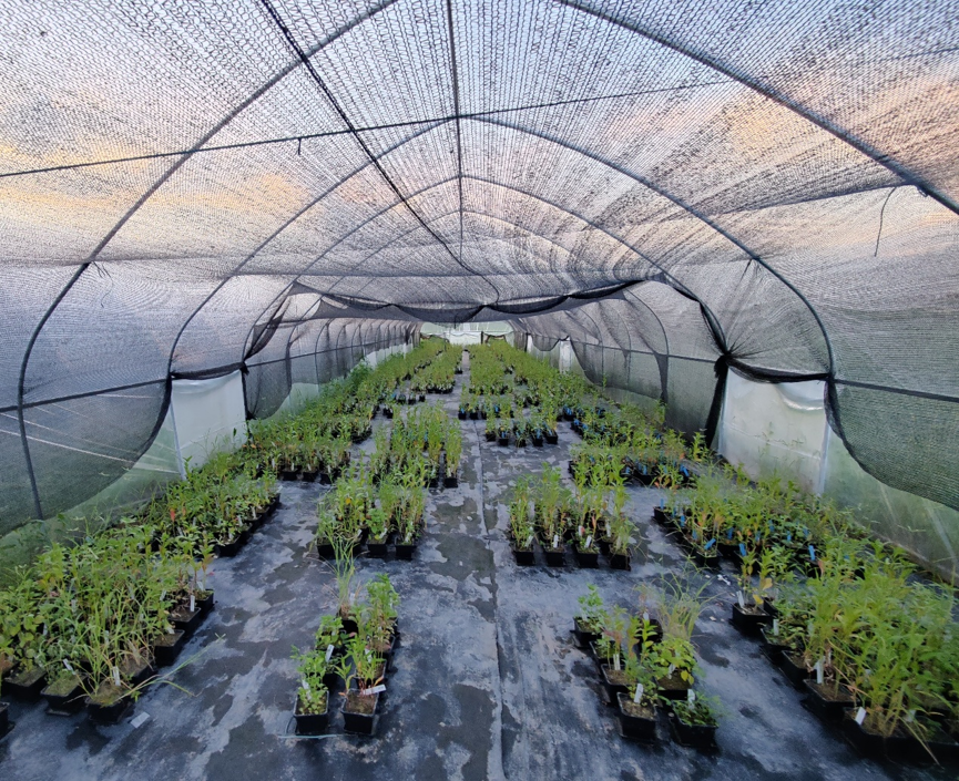 Rainfall variability promotes coexistence mainly through fluctuating competition