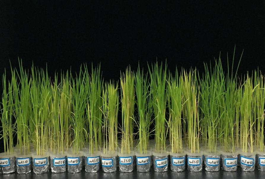 Soil biota amplify plant–soil feedbacks between rice cultivars under elevated carbon dioxide