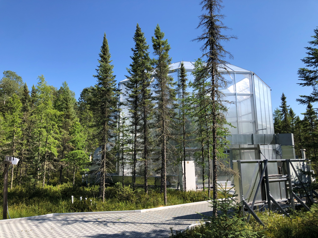 Roots grow more and deeper in bogs under a changing climate