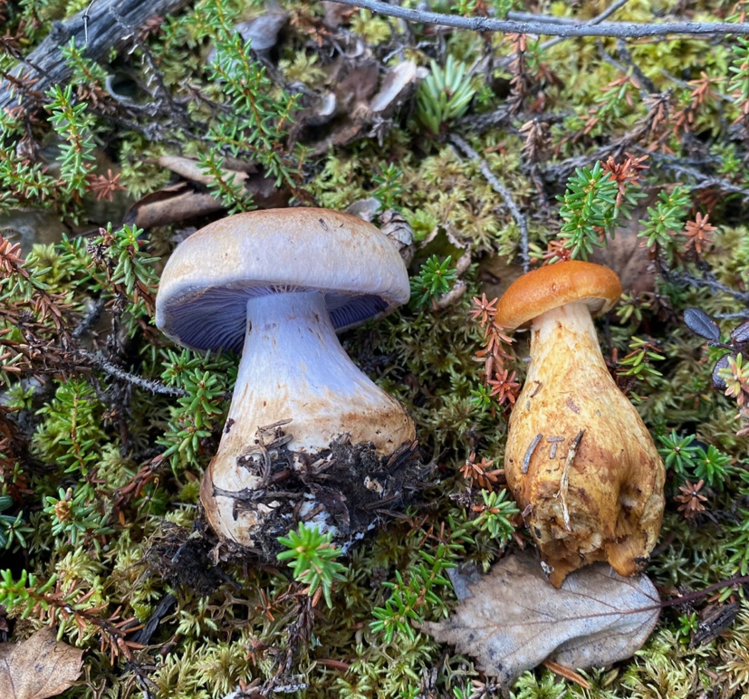 Where is carbon stored in boreal forests? It depends on the fungi