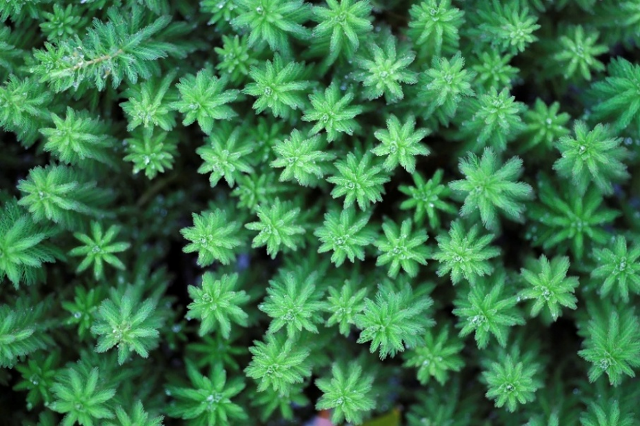 Aquatic plants aren’t just land plants that grow under water