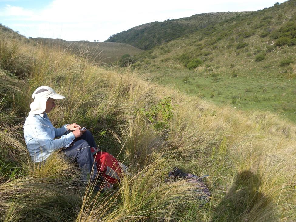 Fire shapes the balance between the persistence of open vegetation and forest expansion